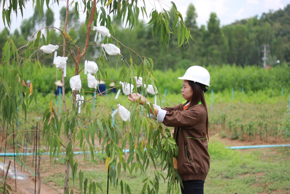 Forest Species and Rare Plant Conservation Project